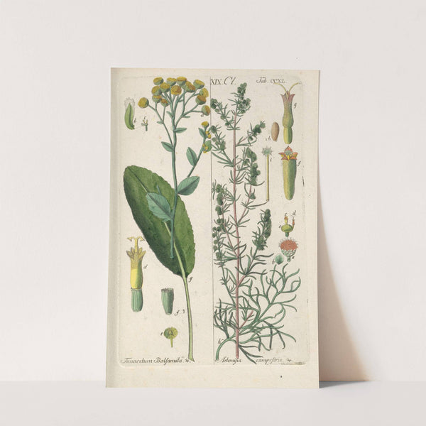 Botanisches Handbuch Pl.28 (1808) by Christian Schkuhr