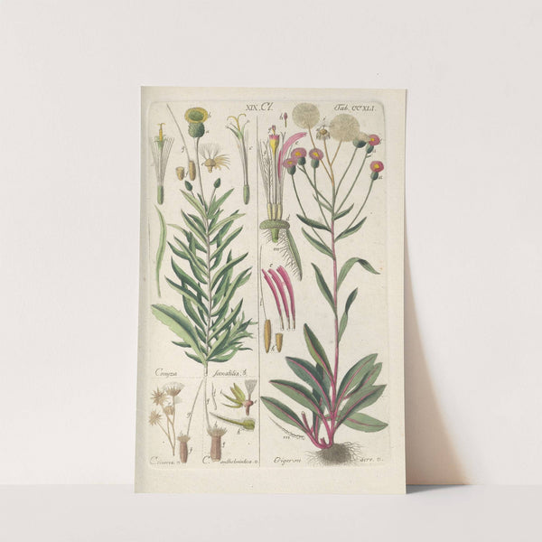 Botanisches Handbuch Pl.29 (1808) by Christian Schkuhr