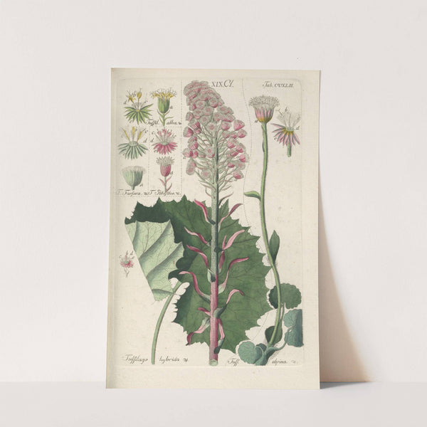 Botanisches Handbuch Pl.30 (1808) by Christian Schkuhr