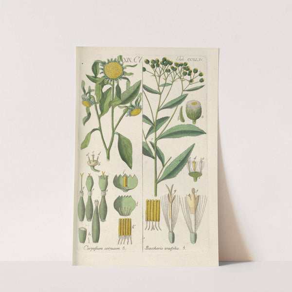 Botanisches Handbuch Pl.32 (1808) by Christian Schkuhr