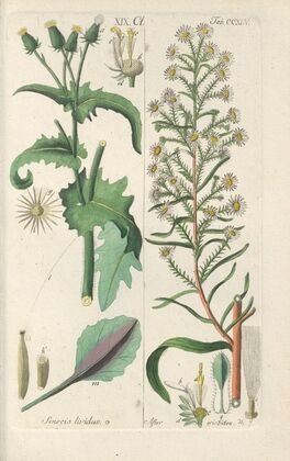 Botanisches Handbuch Pl.33 (1808)