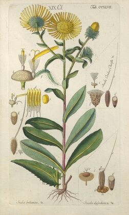 Botanisches Handbuch Pl.36 (1808)