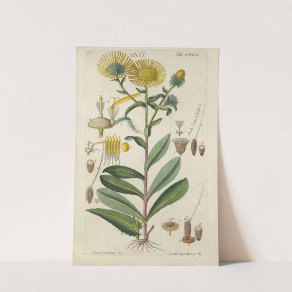 Botanisches Handbuch Pl.36 (1808) by Christian Schkuhr