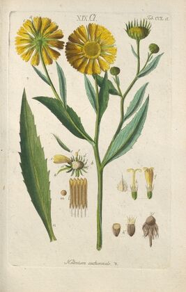 Botanisches Handbuch Pl.39 (1808) — size preview