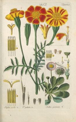 Botanisches Handbuch Pl.41 (1808)