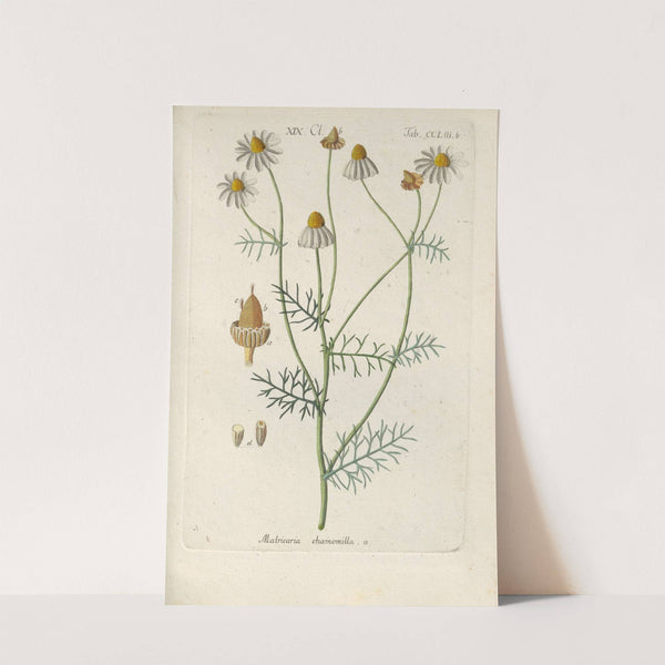 Botanisches Handbuch Pl.44 (1808) by Christian Schkuhr