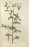 Botanisches Handbuch Pl.46 (1808)