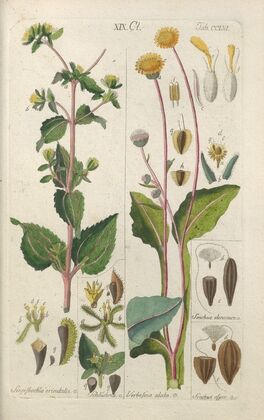 Botanisches Handbuch Pl.48 (1808)
