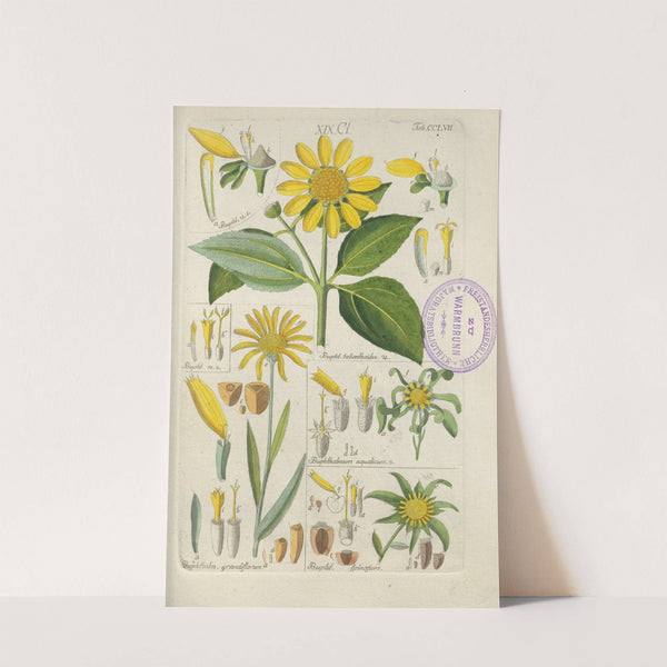 Botanisches Handbuch Pl.49 (1808) by Christian Schkuhr