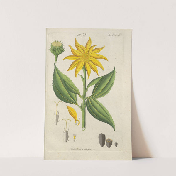 Botanisches Handbuch Pl.50 (1808) by Christian Schkuhr