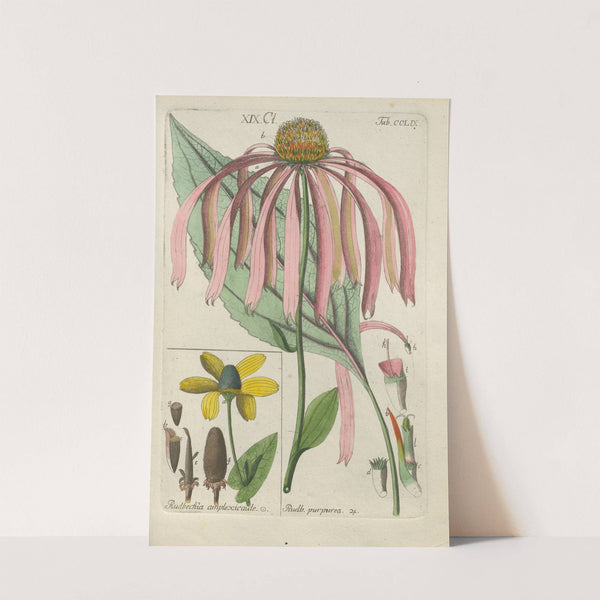 Botanisches Handbuch Pl.51 (1808) by Christian Schkuhr