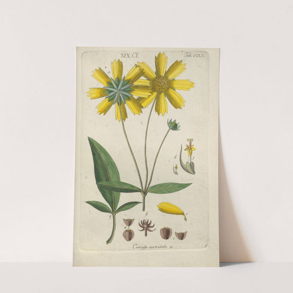 Botanisches Handbuch Pl.52 (1808) by Christian Schkuhr