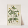 Botanisches Handbuch Pl.55 (1808) by Christian Schkuhr