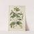 Botanisches Handbuch Pl.55 (1808) by Christian Schkuhr
