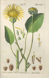 Botanisches Handbuch Pl.56 (1808)