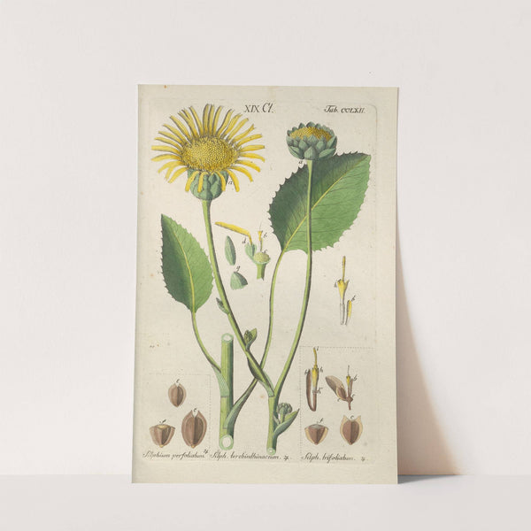 Botanisches Handbuch Pl.56 (1808) by Christian Schkuhr