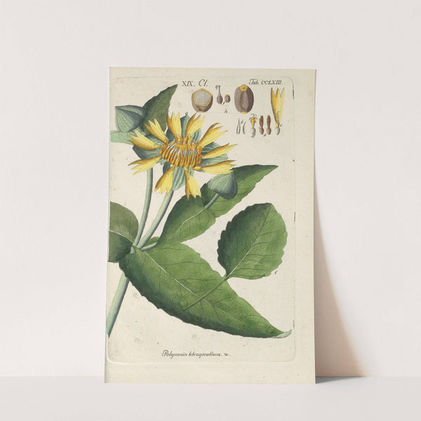 Botanisches Handbuch Pl.57 (1808) by Christian Schkuhr