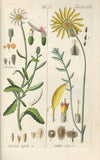 Botanisches Handbuch Pl.58 (1808)