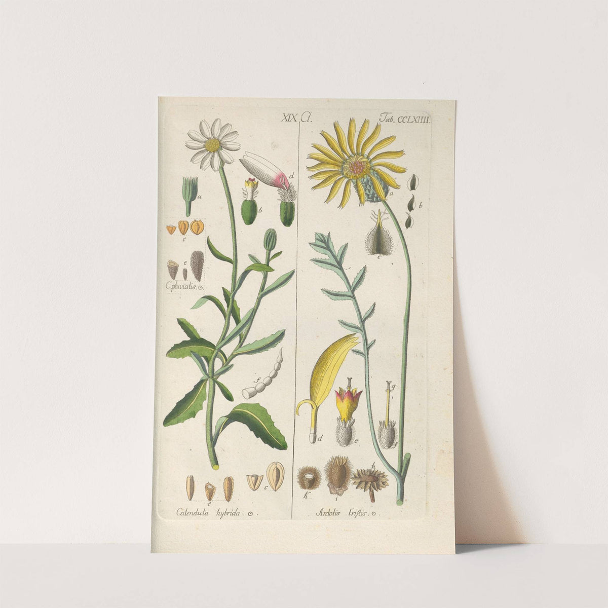 Botanisches Handbuch Pl.58 (1808) by Christian Schkuhr