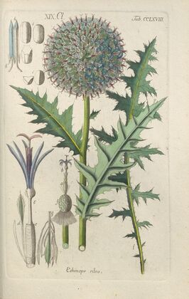 Botanisches Handbuch Pl.62 (1808)
