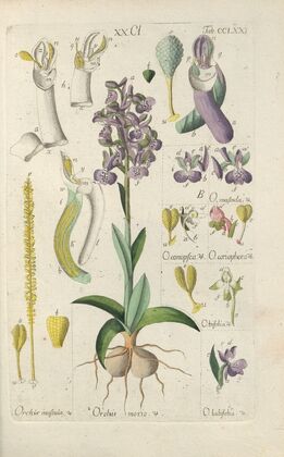 Botanisches Handbuch Pl.66 (1808) — size preview