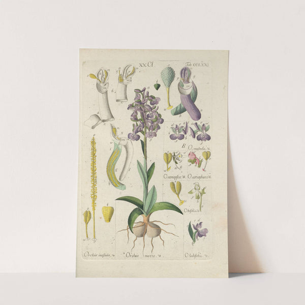 Botanisches Handbuch Pl.66 (1808) by Christian Schkuhr