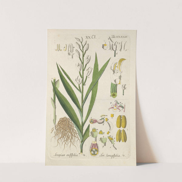 Botanisches Handbuch Pl.69 (1808) by Christian Schkuhr