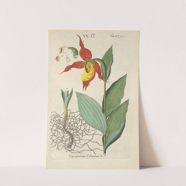 Botanisches Handbuch Pl.70 (1808) by Christian Schkuhr