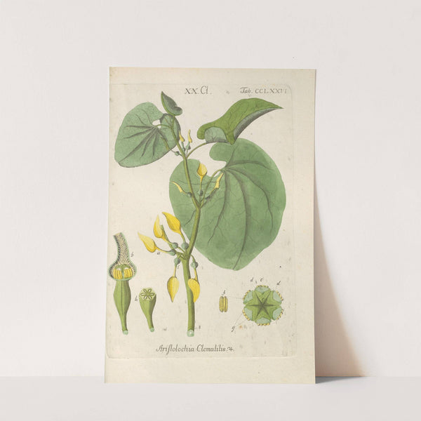 Botanisches Handbuch Pl.71 (1808) by Christian Schkuhr