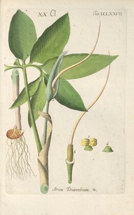 Botanisches Handbuch Pl.72 (1808)