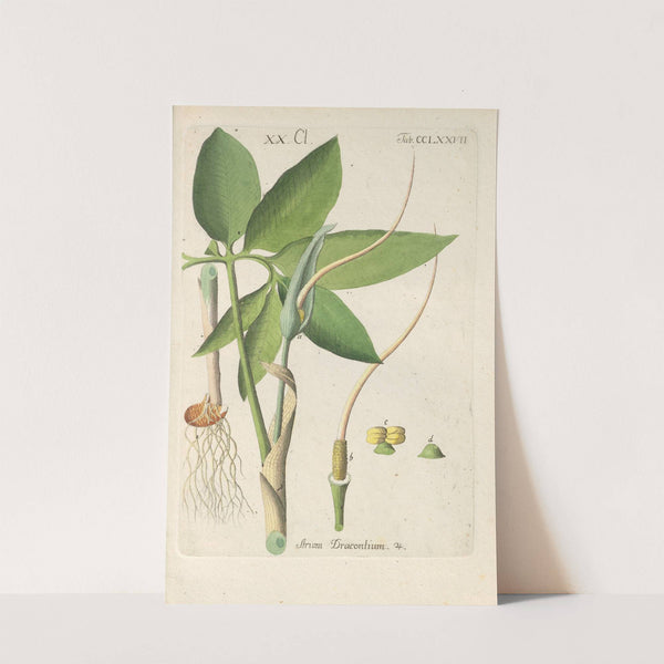 Botanisches Handbuch Pl.72 (1808) by Christian Schkuhr