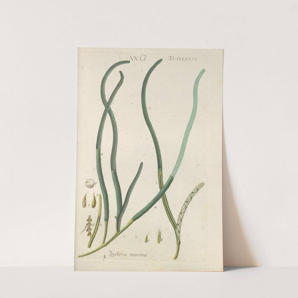 Botanisches Handbuch Pl.74 (1808) by Christian Schkuhr