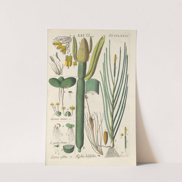 Botanisches Handbuch Pl.76 (1808) by Christian Schkuhr