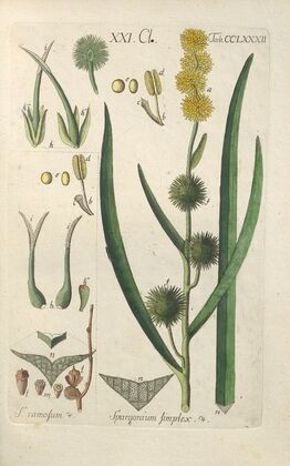 Botanisches Handbuch Pl.77 (1808) — size preview