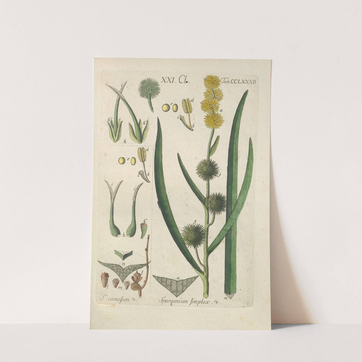 Botanisches Handbuch Pl.77 (1808) by Christian Schkuhr