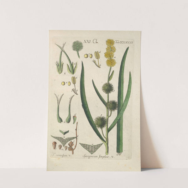 Botanisches Handbuch Pl.77 (1808) by Christian Schkuhr