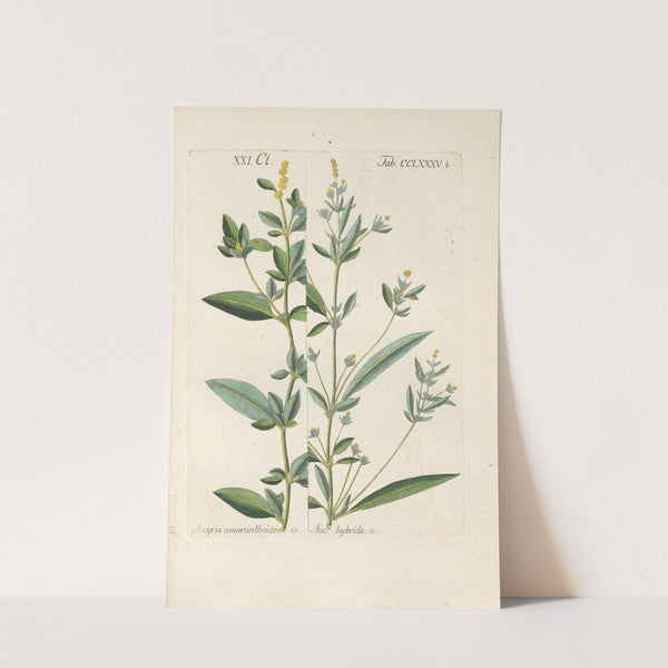 Botanisches Handbuch Pl.81 (1808) by Christian Schkuhr