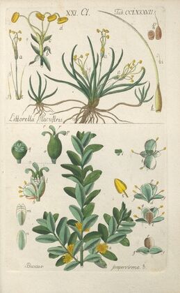Botanisches Handbuch Pl.82 (1808)