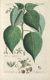 Botanisches Handbuch Pl.84 (1808)