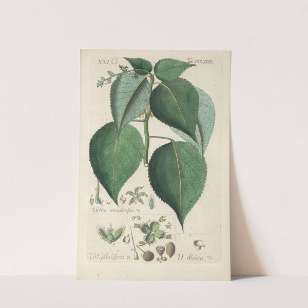 Botanisches Handbuch Pl.84 (1808) by Christian Schkuhr