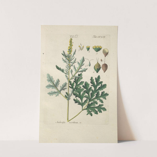 Botanisches Handbuch Pl.87 (1808) by Christian Schkuhr