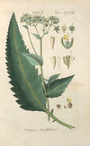 Botanisches Handbuch Pl.88 (1808)
