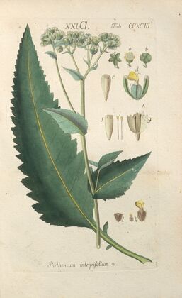 Botanisches Handbuch Pl.88 (1808)