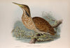 Botaurus lentiginosus. American Bittern. (1862-1873)