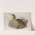Botaurus lentiginosus. American Bittern. (1862-1873) by John Gould