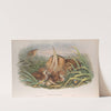 Botaurus stellaris. Bittern. (1862-1873) by John Gould