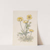 Boterbloemen by Willem Wenckebach