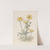 Boterbloemen by Willem Wenckebach