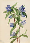 Bottle Gentian (Gentiana saponaria) (1924)