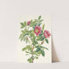 Bourgeau Rose (flower). Rosa bourgeauiana (1925) by Mary Vaux Walcott